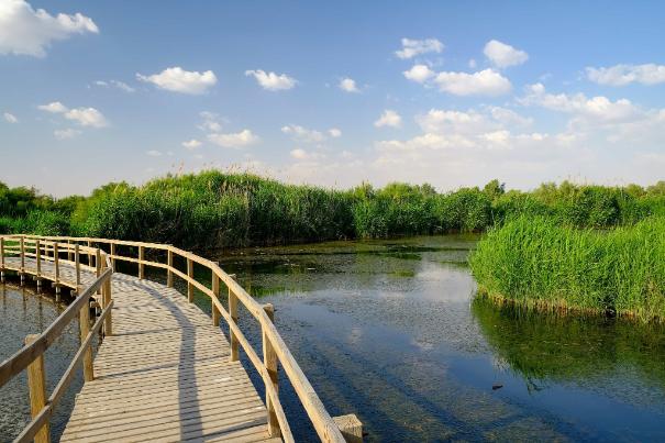 Azraq Wetland Reserve Landscape